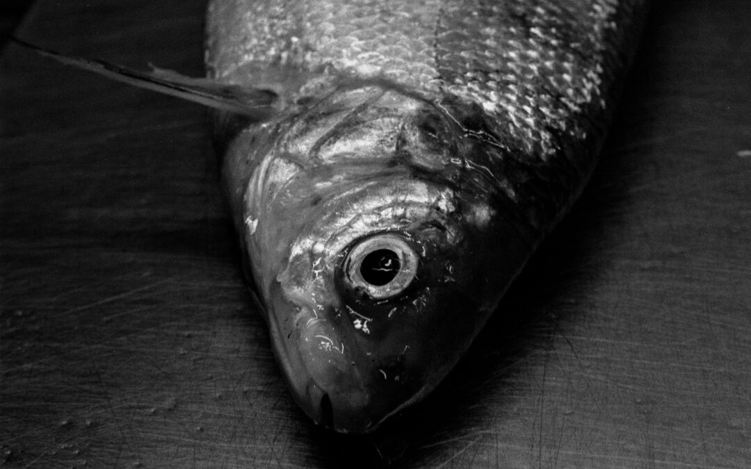 Fünf Werkalltage am Zürisee: Die Fischerei – Teil II / Cinco jornadas en el Lago de Zúrich: La pescadería – Parte II
